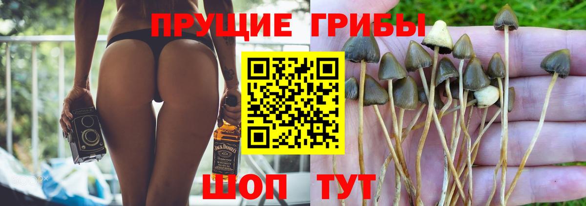 Каменск-Шахтинский  Галлюциногенные грибы Magic Shrooms  Вход с VPN 